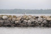 DSC_0089.JPG
