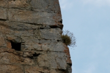 110montsegur.jpg