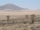 Les arbres carquois, de loin . . .