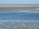 Au bord de l'Atlantique: flamants roses . . .