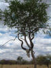 Vestige d'impala