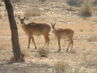 En hindi: Nilgai, en anglais: bluebull et en franais: antilope.