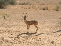 Une dlicate gazelle au bord de la route