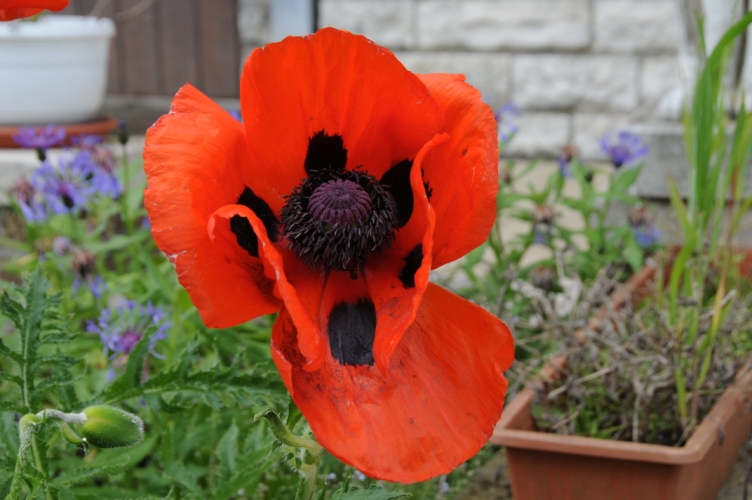 DSC_2298.jpg