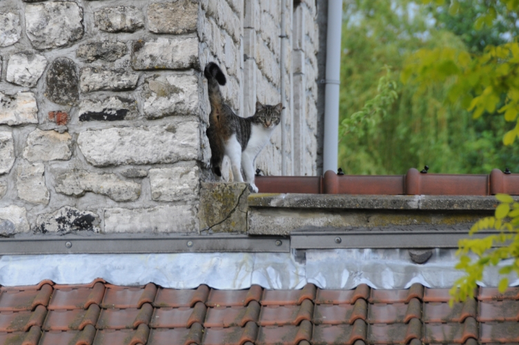 DSC_2335.jpg