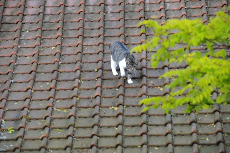 DSC_2336.jpg