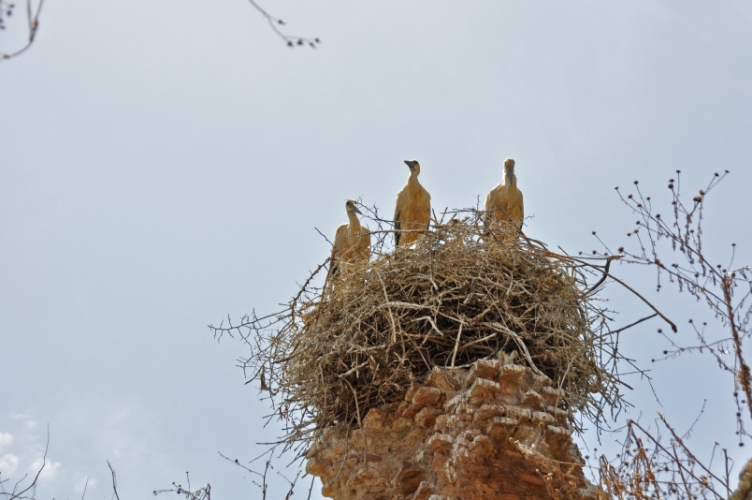 DSC_0869.jpg