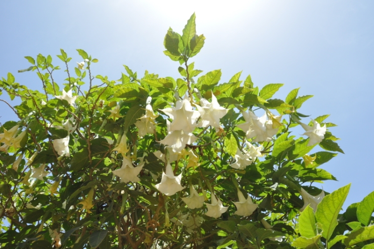 DSC_0900.jpg