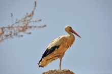 DSC_0867.jpg