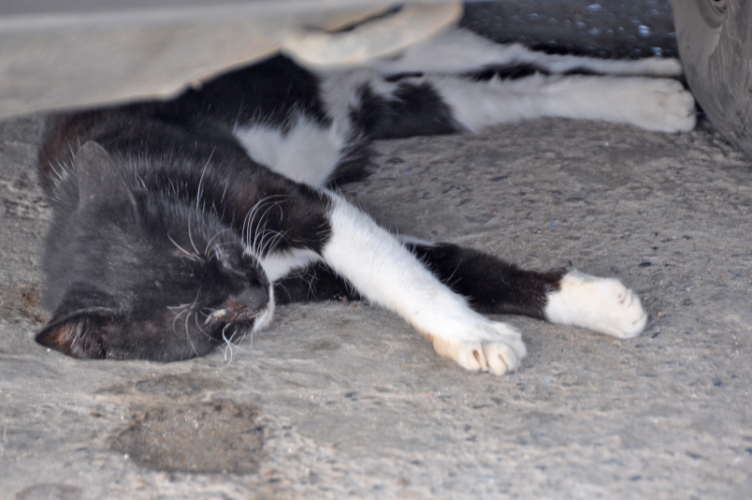 DSC_0733.jpg