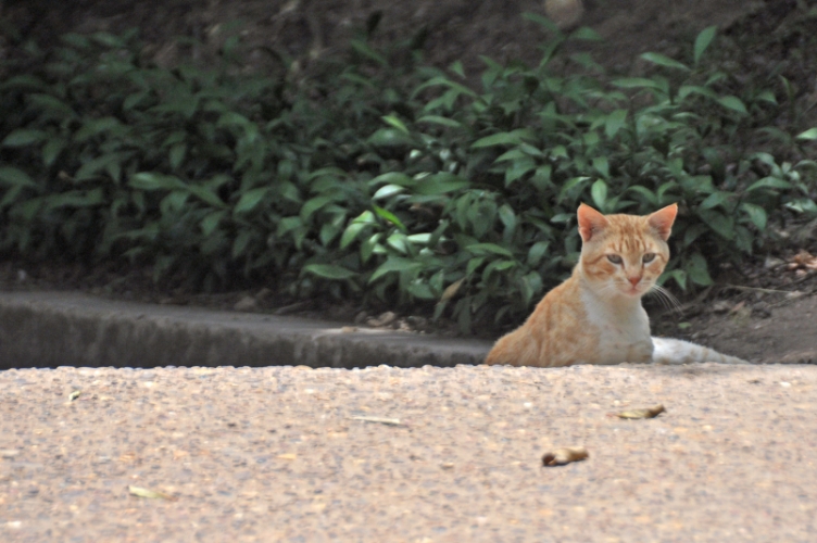 DSC_0825.jpg