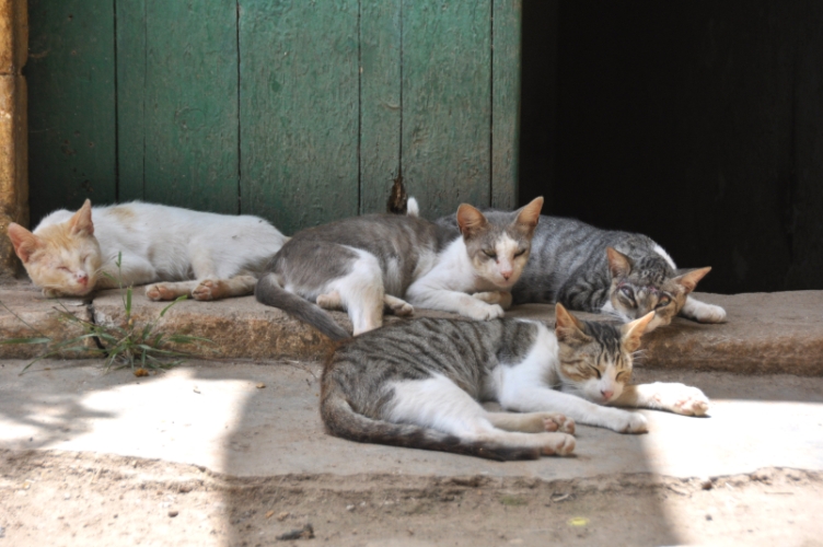 DSC_0916.jpg