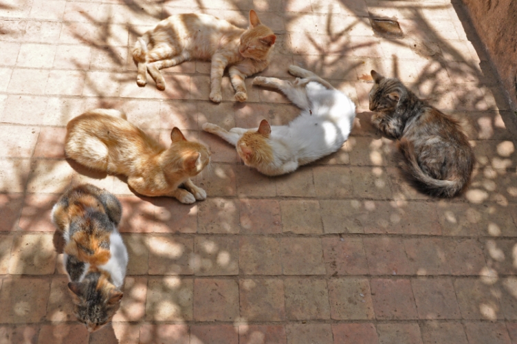 DSC_0919.jpg