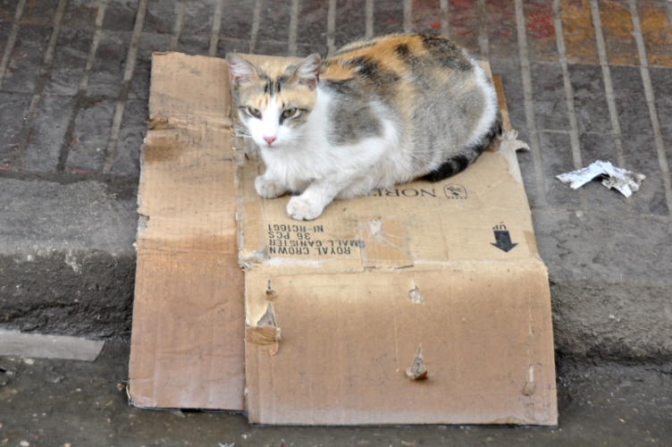DSC_0656.jpg