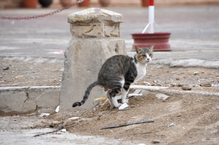 DSC_0661.jpg