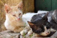 DSC_0923.jpg