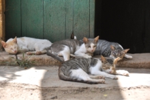 DSC_0916.jpg