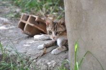 DSC_0610.jpg