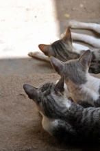 DSC_0926-r.jpg