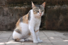 DSC_0920.jpg