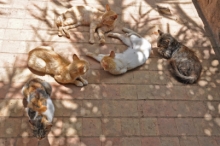 DSC_0919.jpg