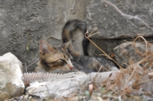 DSC_0611.jpg
