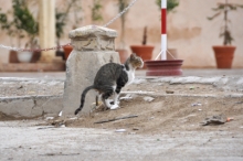 DSC_0660.jpg