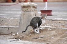 DSC_0661.jpg